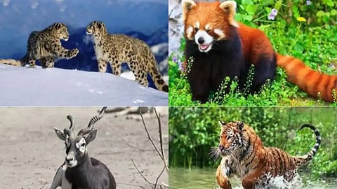 Number of animal species in India