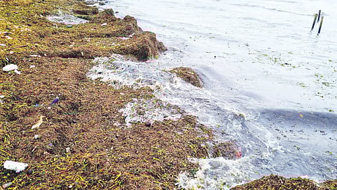 മനം മടുപ്പിക്കുന്ന സ്വപ്നതീരം