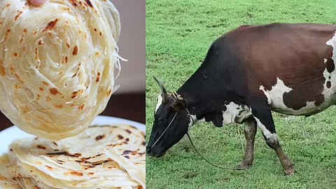 അമിതമായി പൊറോട്ടയും ചക്കയും നൽകി; കൊല്ലത്ത് 5 പശുക്കൾ ചത്തു
