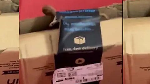 ആമസോൺ ഓർഡറിനൊപ്പം പാക്കേജിനുള്ളിൽ ജീവനുള്ള മൂർഖൻ 'ഫ്രീ'