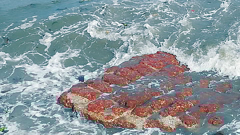 Remains of Kochi fort comes back from sea