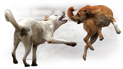 Stray dog threat in Kochi