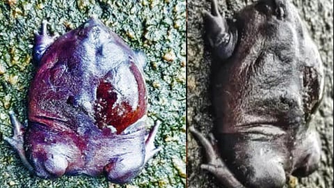 rare species of frog was found in bhoothankett forest area