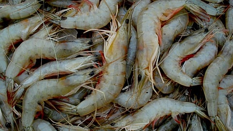 സമുദ്രോത്പന്ന കയറ്റുമതിയില് ഇന്ത്യയ്ക്ക് സര്വകാല റെക്കോഡ്