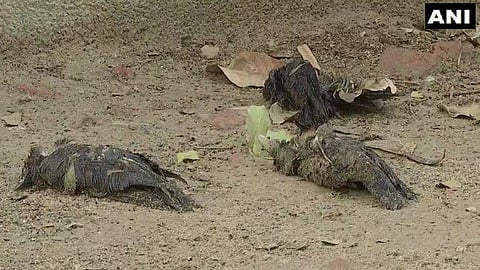 mass death of crows in Alappuzha confirmed to be bird flu