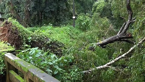 tree fell down at keerampara