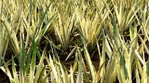 രണ്ടേക്കർ പൈനാപ്പിൾ കൃഷി സമൂഹവിരുദ്ധർ വിഷം തളിച്ച് നശിപ്പിച്ചെന്ന് പരാതി