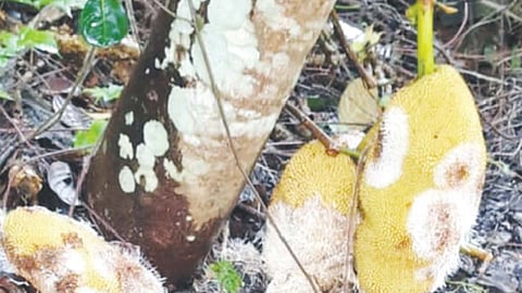 ചക്കയുടെ അഴുകലിന് കാരണം 'അതേലിയ റോൾഫ്സി' തന്നെ