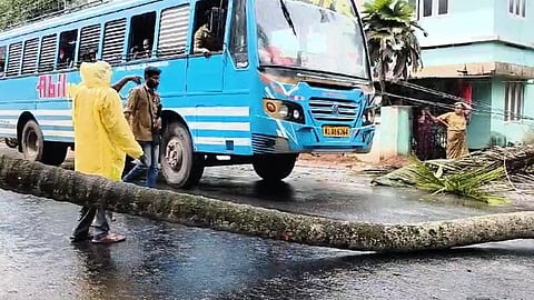 ഓടുന്ന ബസിന്റെ മുന്നിലേക്ക് തെങ്ങ് കടപുഴകി വീണു, അപകടം ഒഴിവായത് തലനാരിഴയ്ക്ക്