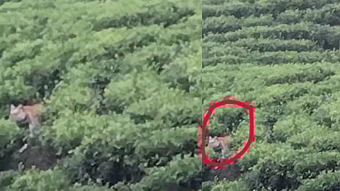tiger roaming at residential area of Munnar
