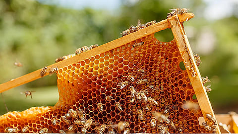 record honey collection from silent valley national park