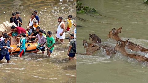 Assam Flood