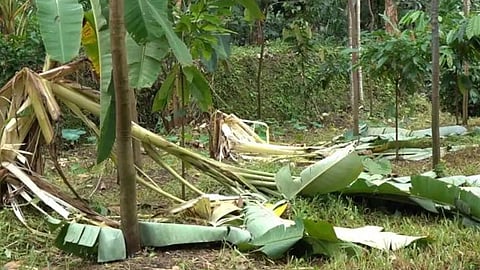 wild elephant destroyed various crops in Malipara