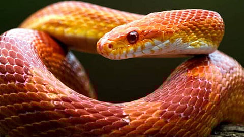 man tries to smuggle 104 snakes in his underwear was arrested