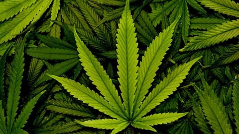 വീട്ടുമുറ്റത്ത് വേലി കെട്ടിത്തിരിച്ച് കഞ്ചാവ് കൃഷി; യുവാവ് അറസ്റ്റിൽ