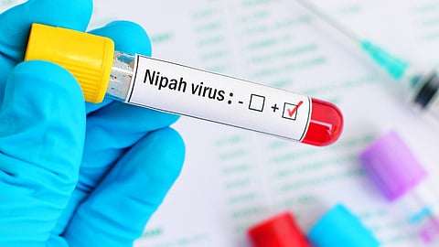 nipa