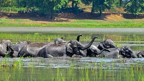 aam aadmi party against wildlife protection act