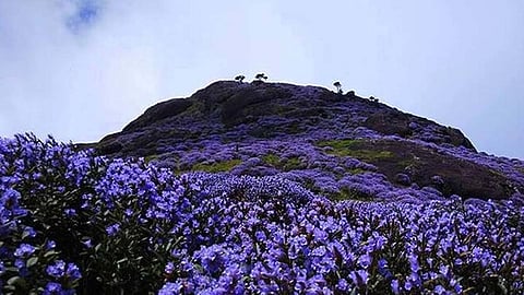 ഇടുക്കിയിൽ വീണ്ടും നീലക്കുറിഞ്ഞികൾ പൂത്തുലയുന്നു