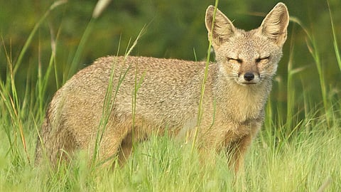 tree fell and power line broke eight foxes are died