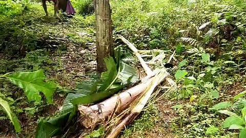 മാങ്കുളം കവിതക്കാട് മേഖലയില് കാട്ടാന ശല്യം തുടരുന്നു