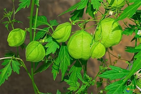 ജീവിതശൈലീ രോഗങ്ങൾ അകറ്റാൻ ജ്യോതിഷ്മതി