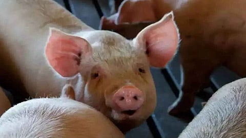 african swine fever in thrissur 310 pigs will be killed
