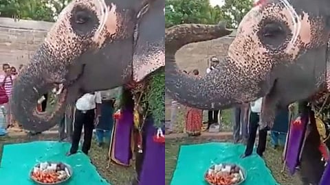elephant akhila celebrates birthday video viral