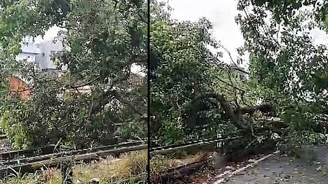 multiple express trains halted due to fallen tree in kochi