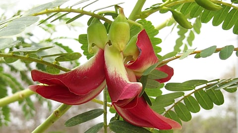 അറുപതോളം പോഷകങ്ങൾ അടങ്ങിയ അത്ഭുതച്ചീര