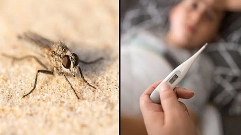 chandipura virus 50 more deaths reported in gujarat