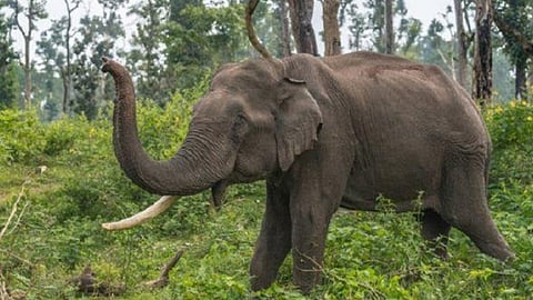wild elephant attack at athirappilly 2 died