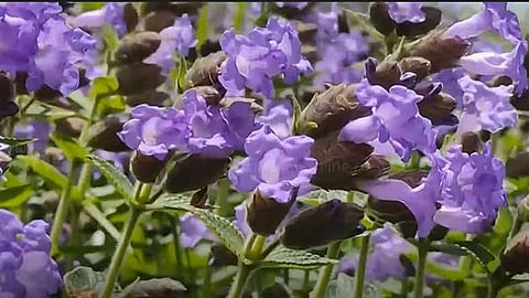 neelakurinji