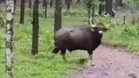 wild buffalo