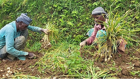 kanthallur garlic harvest