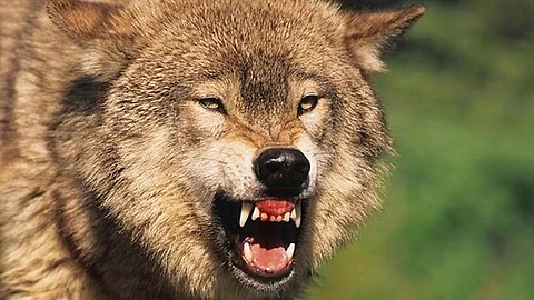 When wolf attacks increase