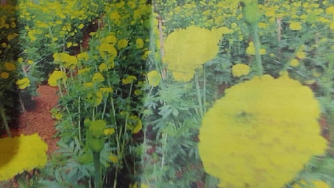 Flowers bloom for Onam