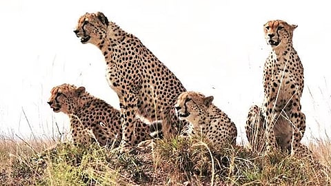 Cheetah project