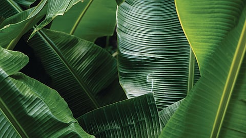 banana leaf demand soars in kerala for onam