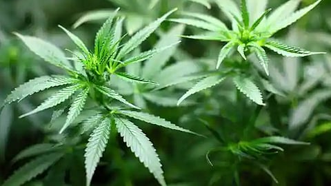 Marijuana-laced candy for sale in grocery stores; The shop owner was arrested