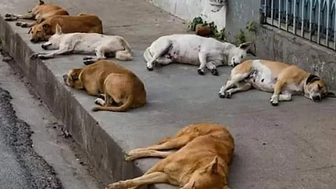 stray dogs found dead ambalapuzha