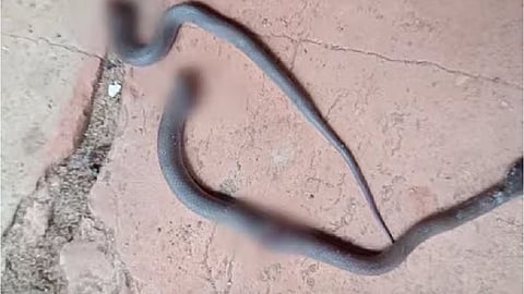 teacher bitten by snake in classroom