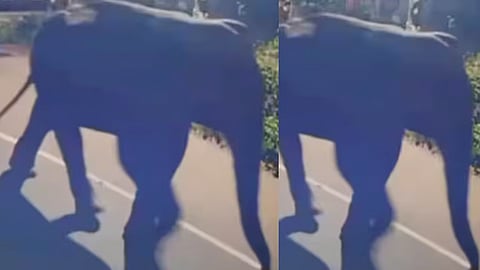 kozhikode Perampra wild elephant Warning issued