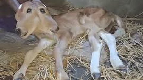 രണ്ടു തലകളുള്ളതിനാൽ ശരീരഭാരം ക്രമീകരിക്കാനാകുന്നില്ല, ഇതുവരെ എഴുന്നേറ്റു നിന്നിട്ടുമില്ല | Calf with 2 heads born