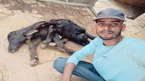 buffalo gives birth To 8-legged calf