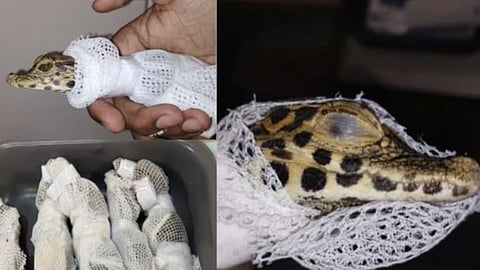 2 passengers arrested for trying to smuggle baby crocodiles at Mumbai airport