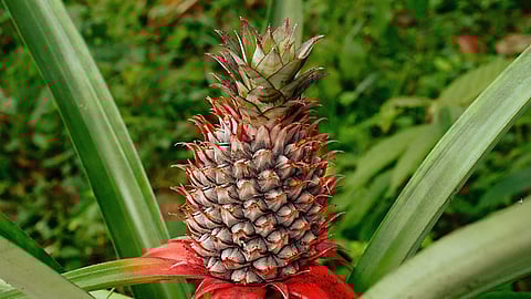 Pineapple hits record prices again