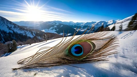 Peacock on Himalayas pointer to climate change
