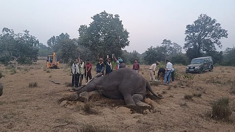 A dead wild elephant in Bandhavgarh മധ്യപ്രദേശിലെ ബാന്ധവ്ഗഡിൽ ചരിഞ്ഞ കാട്ടാനയുടെ ജഡം.