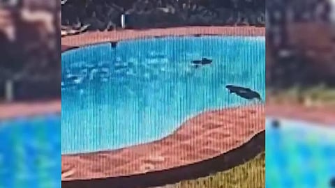 Mangaluru: Young women drowned in the swimming pool of the resort