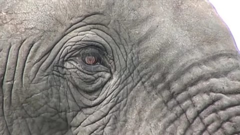 continuous selfie provokes, elephant killed two in Tamilnadu